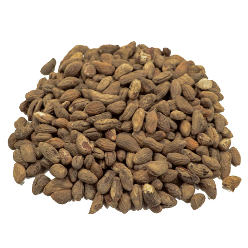 Voacanga Africana Seeds (10 Grams) | Avalon Magic Plants